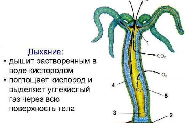 Кракен маркет зеркало