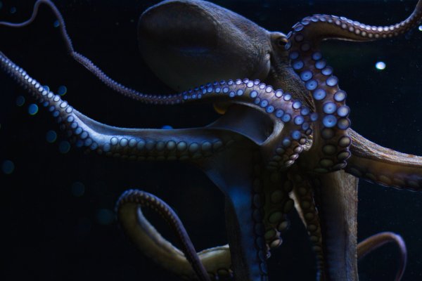 Kraken 12